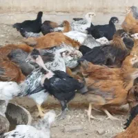 جوجه مرغ وخروس محلی