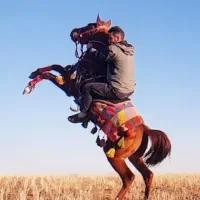 فروش کره اسب دره شور دوساله تازه سواری