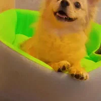 پامر روباهی