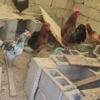 مرغ خروس کبوتر|حیوانات مزرعه|کاکی, |دیوار