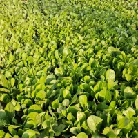 نشاع کاهو رسمی