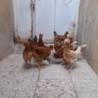 نوچه مرغ و خروس