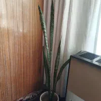 سانسوریا بزرگ|گل و گیاه طبیعی|شوش, |دیوار