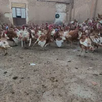 بوقلمون محلی گوشتی تخم کن