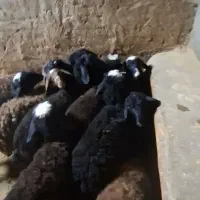 بره نر و ماده