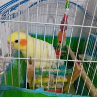 بخاطر خرید مرغ مینا|پرنده|رشت, لاکان|دیوار