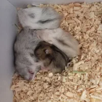 همستر مینیاتوری|موش و خرگوش|کرمان, |دیوار