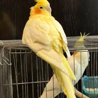 طوطی عروس هلندی مولد|پرنده|لنگرود, |دیوار