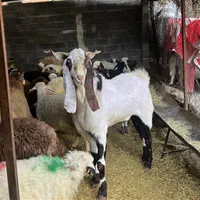 گوسفند زنده کوهستانی اصیل دشت مغان کم چربی