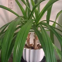 گل سوسن بزرگ باگلدان بزگ ۲ عدد|گل و گیاه طبیعی|حمیدیا, |دیوار