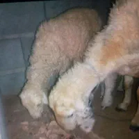 یک عدد بره بفروش میرسد