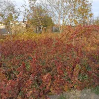 فروش نهال بادام گردو انگور|خدمات باغبانی و درختکاری|ارومیه, |دیوار