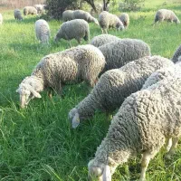 گوسفند زنده با قصابی رایگان