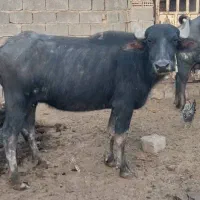 گاومیش گم شده