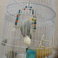 عروس هلندی مولد|پرنده|مشهد, هدایت|دیوار