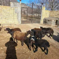 شیشک میش و میش بره