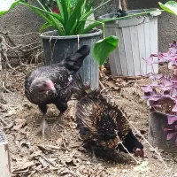 دوتا مرغ مینیاتوری|حیوانات مزرعه|آمل, |دیوار