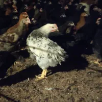 جوجه مرغ و خروس محلی سیاه۳ماهه|حیوانات مزرعه|مشهد, شهید احمدی روشن|دیوار