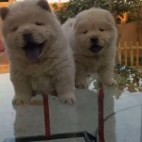 توله چاوچاو|سگ|شیراز, قلعه شاهزاده بیگم|دیوار