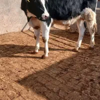 گوساله|حیوانات مزرعه|بوئین زهرا, |دیوار