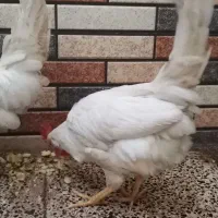 دوعددخروس|حیوانات مزرعه|قم, ولیعصر|دیوار