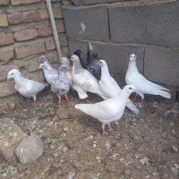 سار سرونج ساده