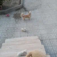 واگذاری توله اشپیتز