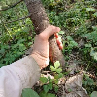 فروش نهال سدروس|گل و گیاه طبیعی|رحیمآباد, |دیوار