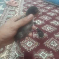 جوجه لاری یا چابهاری