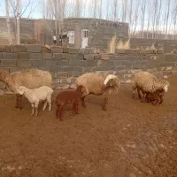 سه‌تامیش‌بره‌داربرهاعلفخوندمیشهامیانه ۷۸ملیون