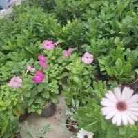 حراج گل|گل و گیاه طبیعی|بیرجند, |دیوار