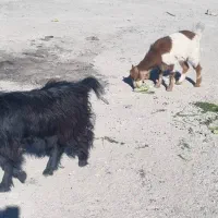 بزغاله و بز