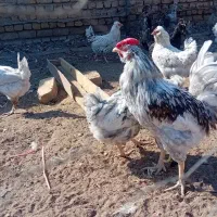 تخم مرغ گلین|حیوانات مزرعه|قزوین, |دیوار