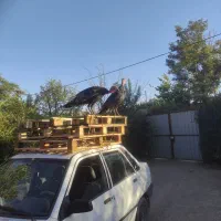 بوقلمون|پرنده|کبودرآهنگ, |دیوار