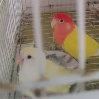 برزیلی کارداده|پرنده|ارومیه, |دیوار