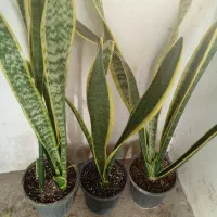 گلهای اپارتمانی