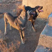 یک جفت توله عراقی ۹ماهه همه چیز تموم|سگ|کمیجان, |دیوار