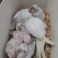 راهب سفید شرابی هفتا