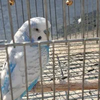 گمشده مرغ عشق