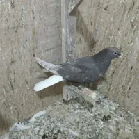 کفتر دم سفید جوجه|پرنده|نیشابور, باغرود|دیوار