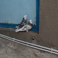 کفتر|پرنده|ساوه, |دیوار
