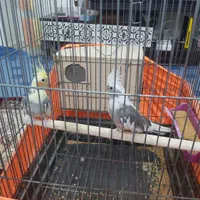 جفت عروس مولد کارداده سرحال|پرنده|بندرعباس, |دیوار