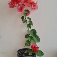 گل اپارتمانی|گل و گیاه طبیعی|مراغه, |دیوار