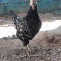 مرغ گلین لری