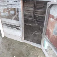 لانه مرغ و خروس و کبوتر