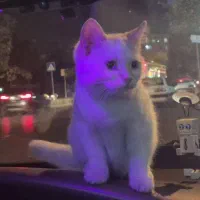 گربه بریتیش ماده چشم آبی