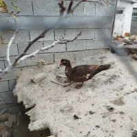 اردک اسرائیلی|حیوانات مزرعه|گمیشان, |دیوار