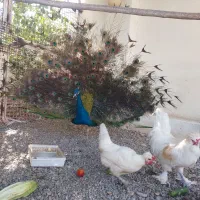 فروش مرغ سلطان