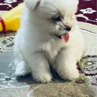 سگ فروشی|سگ|کاشان, راه آهن کاشان|دیوار