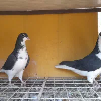 دو جفت کبوتر شهری ابپخش|پرنده|بوشهر, |دیوار